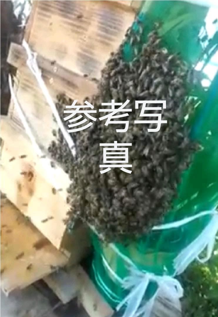 日本蜜蜂巣箱　九州より分蜂北上中！！　814