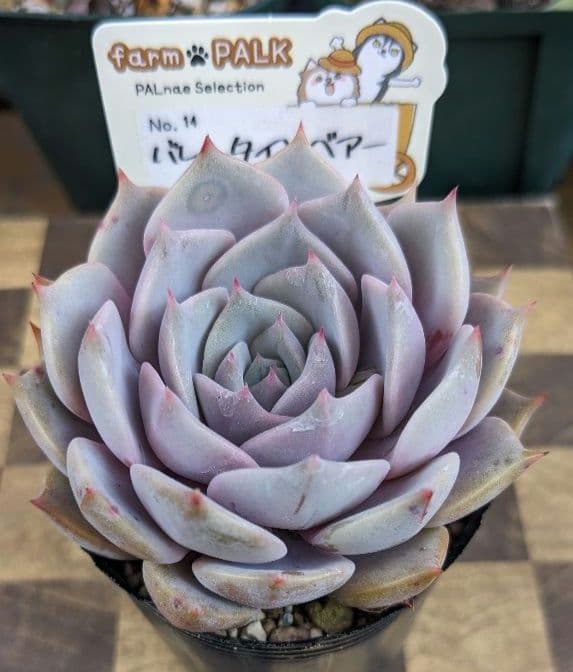 多肉植物《 バレンタインベアー》☘️札付き☘️ 安心のポット発送