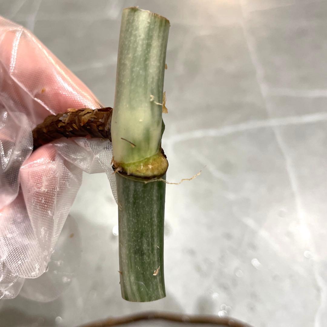 専用です