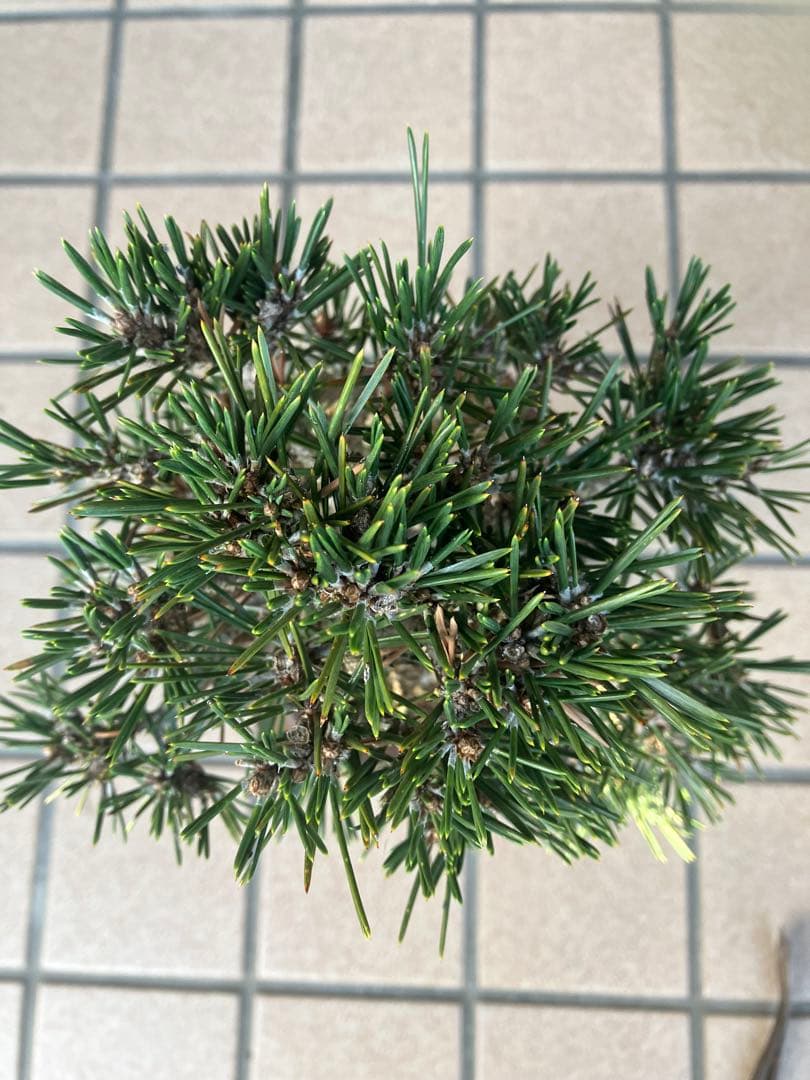ひで　◉小品盆栽　八房黒松　寿丸　大特価！早いもの勝ち