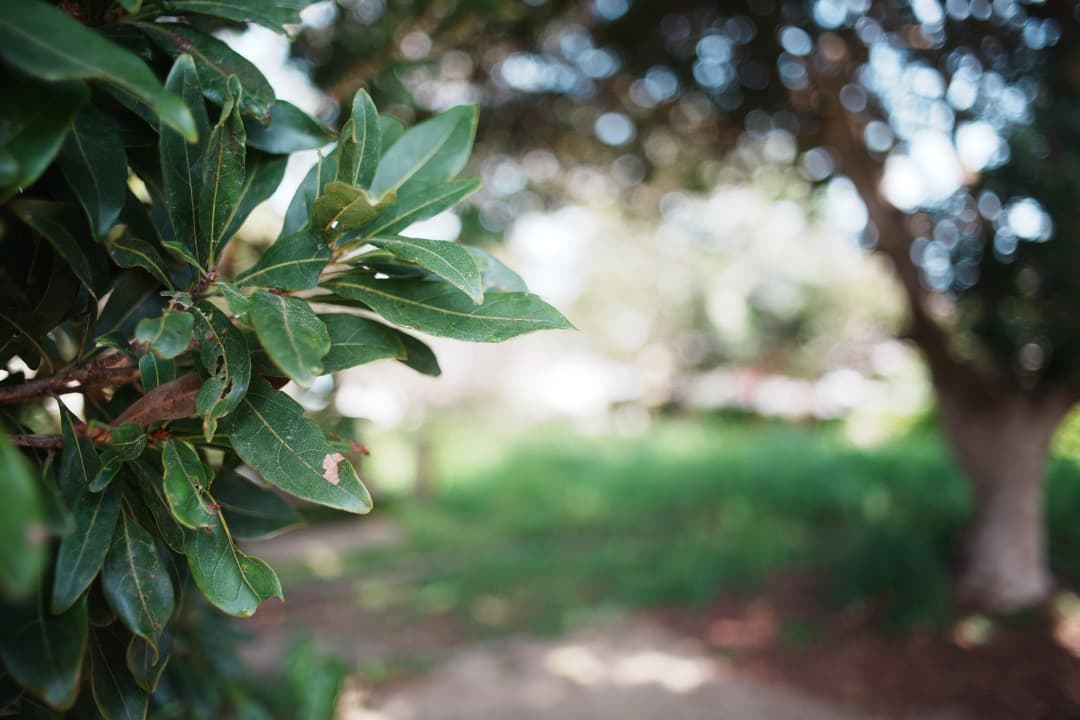 【伝説の富岡光学製】動作◎ XR RIKENON 28mm f2.8 041