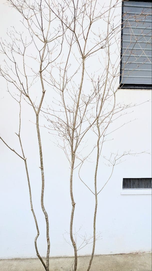 極美の2.7m。山採りドウダンツツジ。