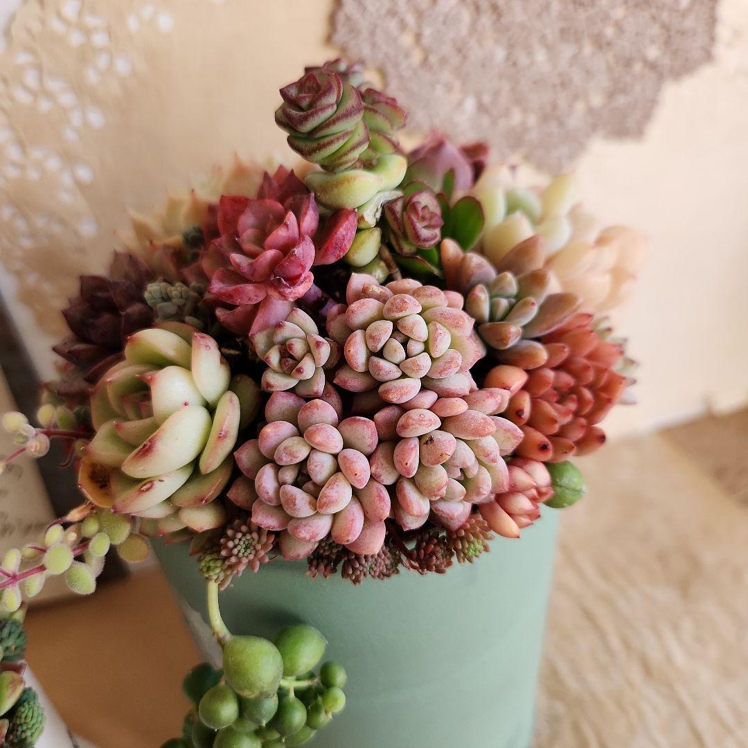 多肉植物寄せ植え　そのまま飾れる　3つセット♡