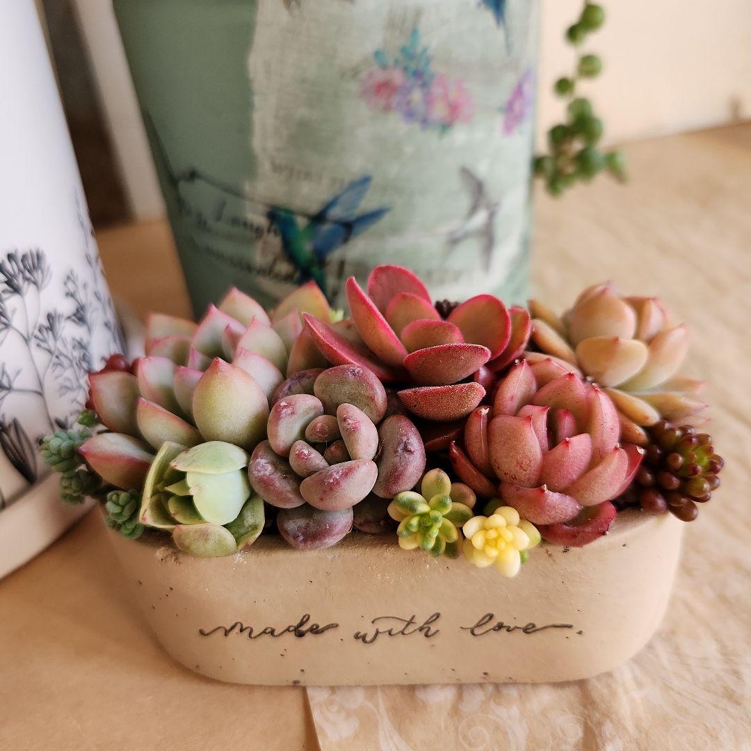 多肉植物寄せ植え　そのまま飾れる　3つセット♡