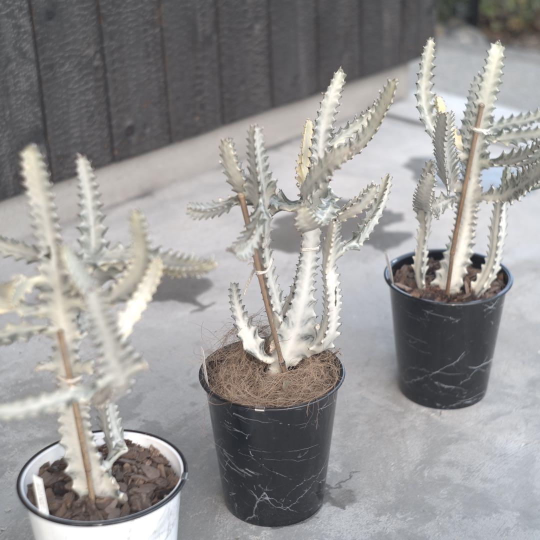 【美形状】ホワイトゴースト　多肉植物 観葉植物　サボテン　約70cm❶