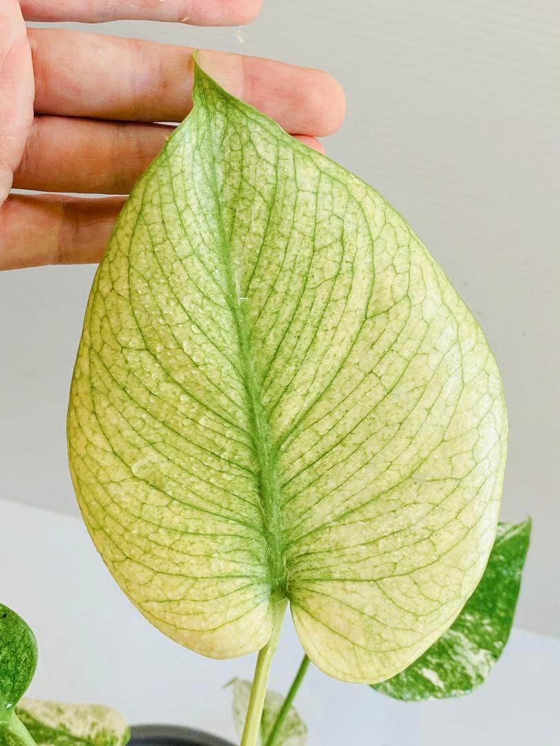 ☆白斑超美株☆ モンステラ ホワイトモンスター 天津蘭 Monstera①