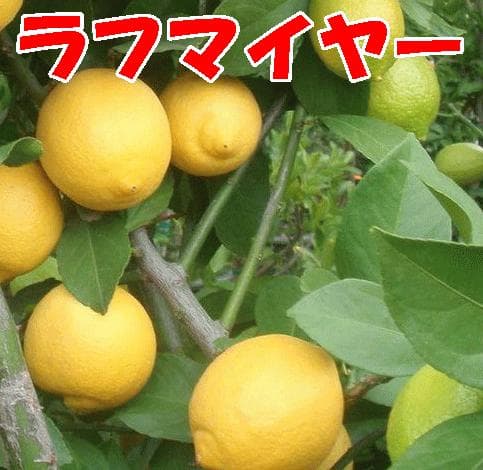 4鉢セット　柑橘　選んで
