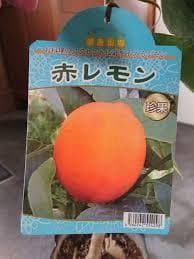 4鉢セット　柑橘　選んで