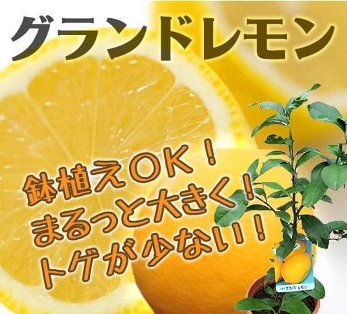 4鉢セット　柑橘　選んで