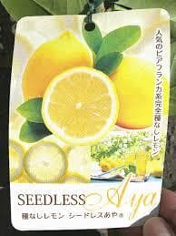 4鉢セット　柑橘　選んで
