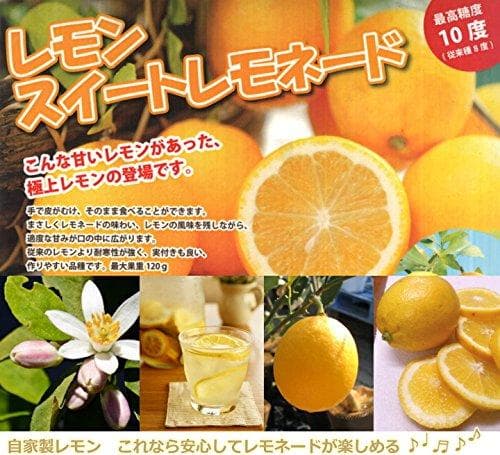 4鉢セット　柑橘　選んで