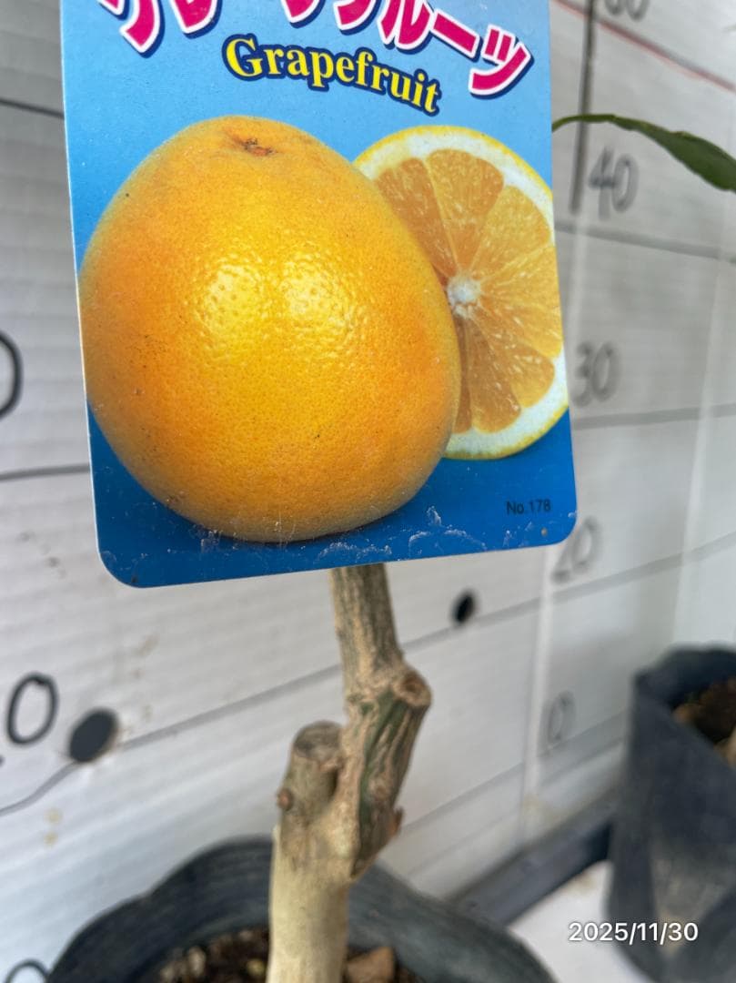 4鉢セット　柑橘　選んで