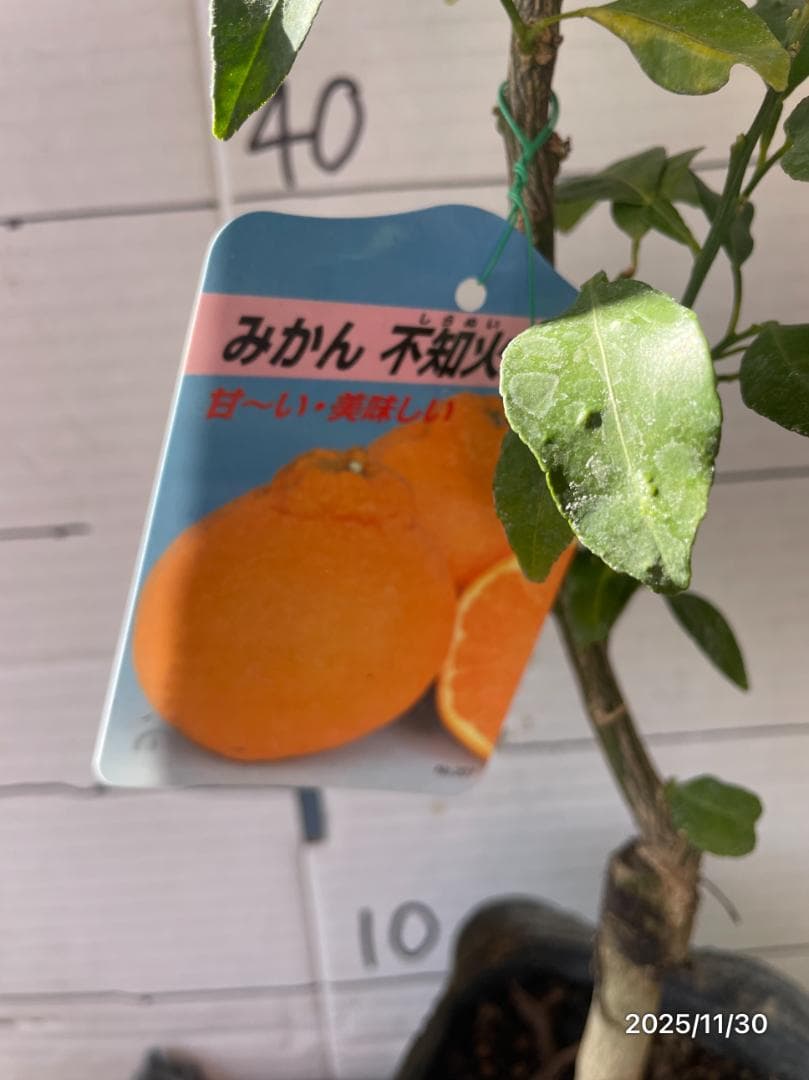 4鉢セット　柑橘　選んで