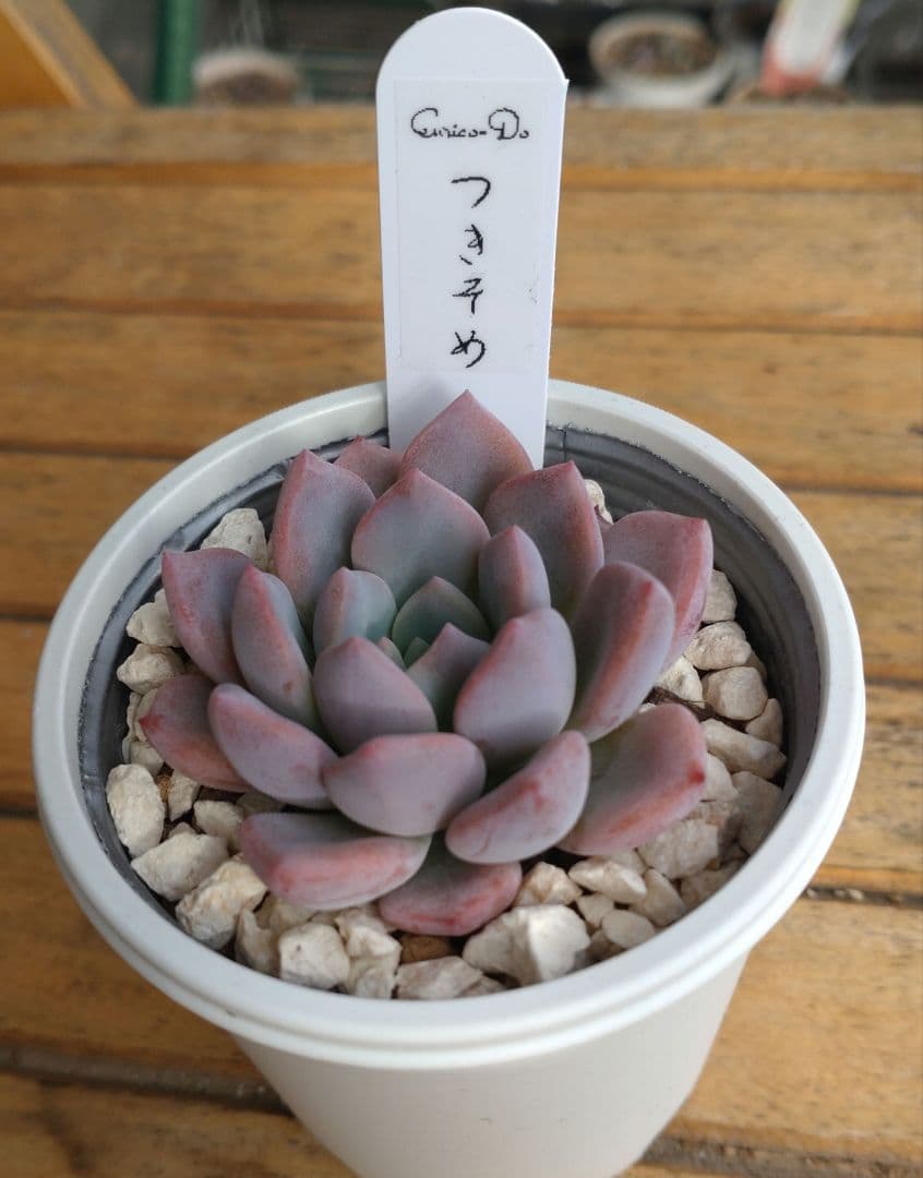 エンリコ堂さん苗 命名株　 　 　　　つきそめ【札付き】