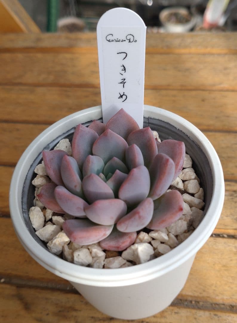エンリコ堂さん苗 命名株　 　 　　　つきそめ【札付き】