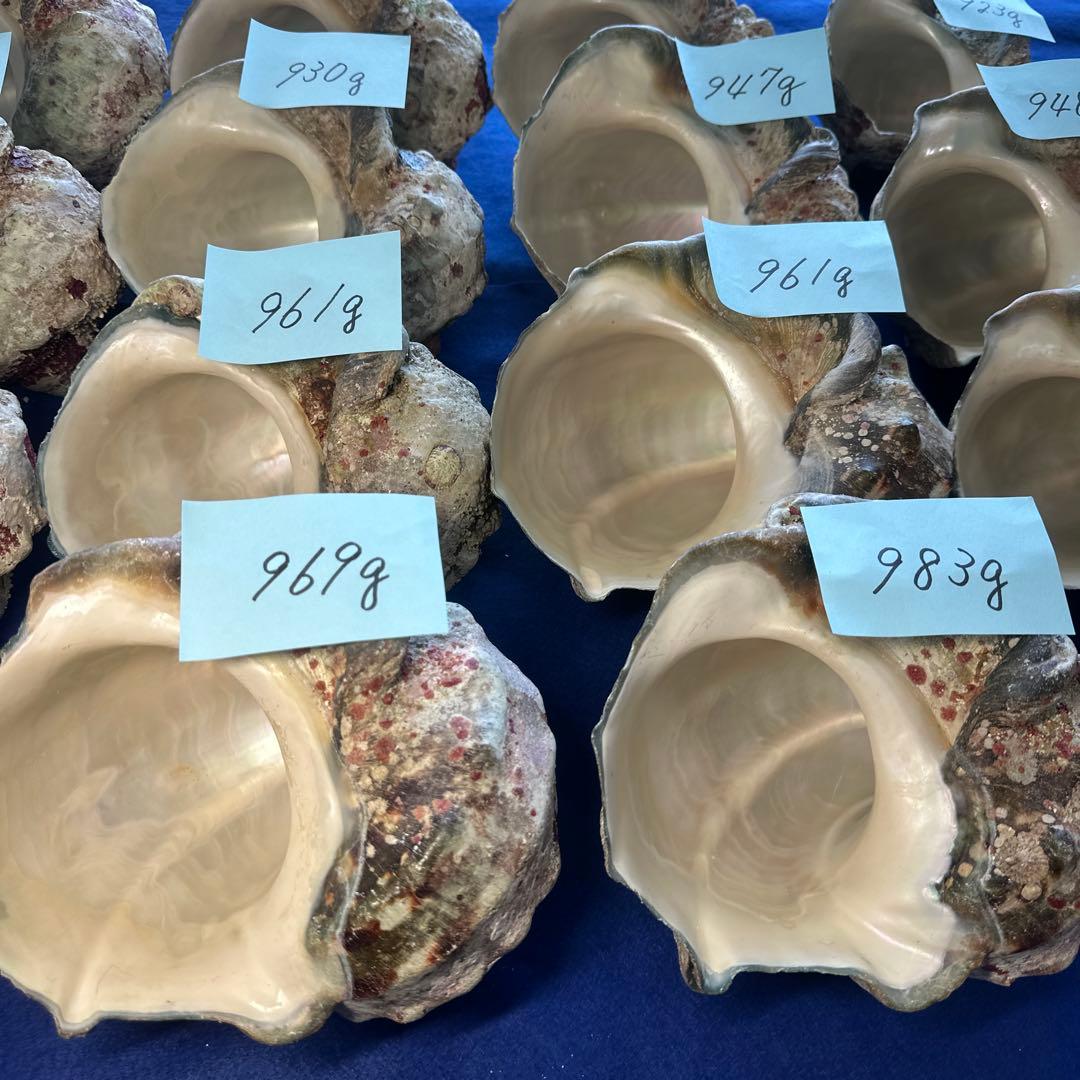 夜光貝　ヤコウ貝　まとめ売り　18個　16、9kg アクセサリー　ルアー