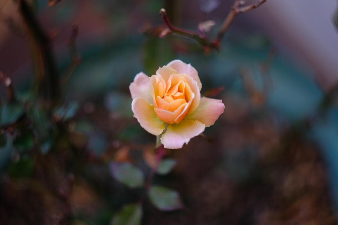 【整備済・デジタル実写済】Helios 44-2 58mm f2 ぐるぐるボケ