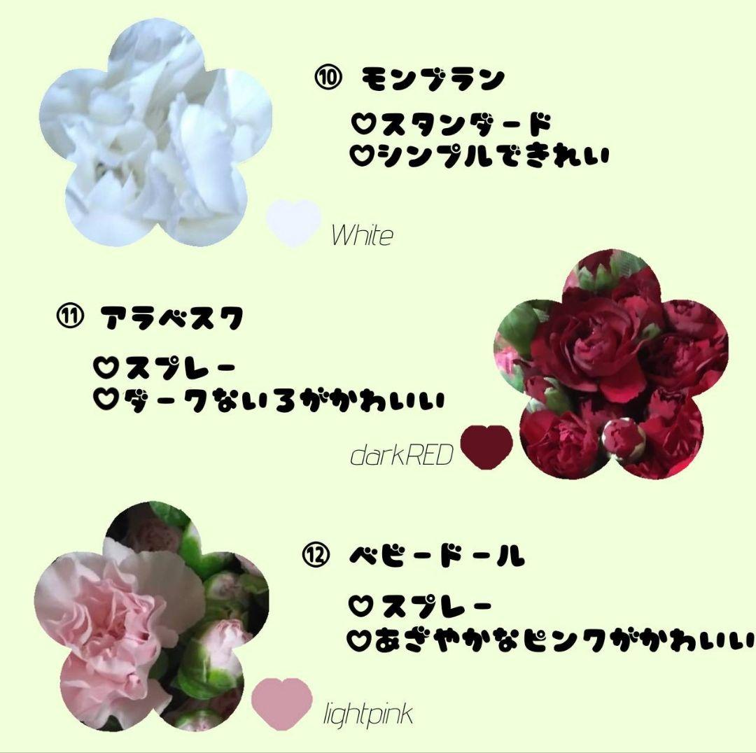 ☆農家直送B級品カーネーション100本福袋☆
