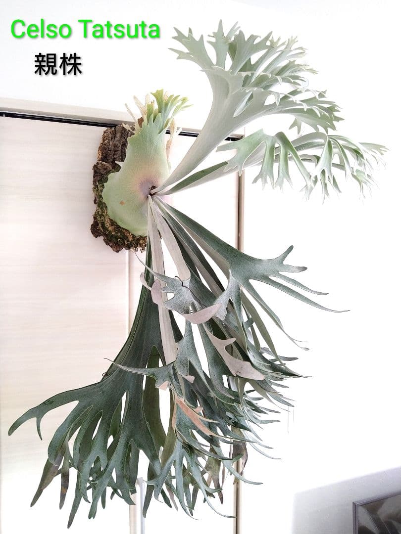 P. 'Celso Tatsuta' ビカクシダ ’セルソタツタ’株分け板付株⑩