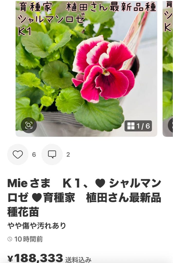 ◆◆Mieさま　ＳＳ10♥神戸べっぴんさん　みはなだ♥合計5ポット
