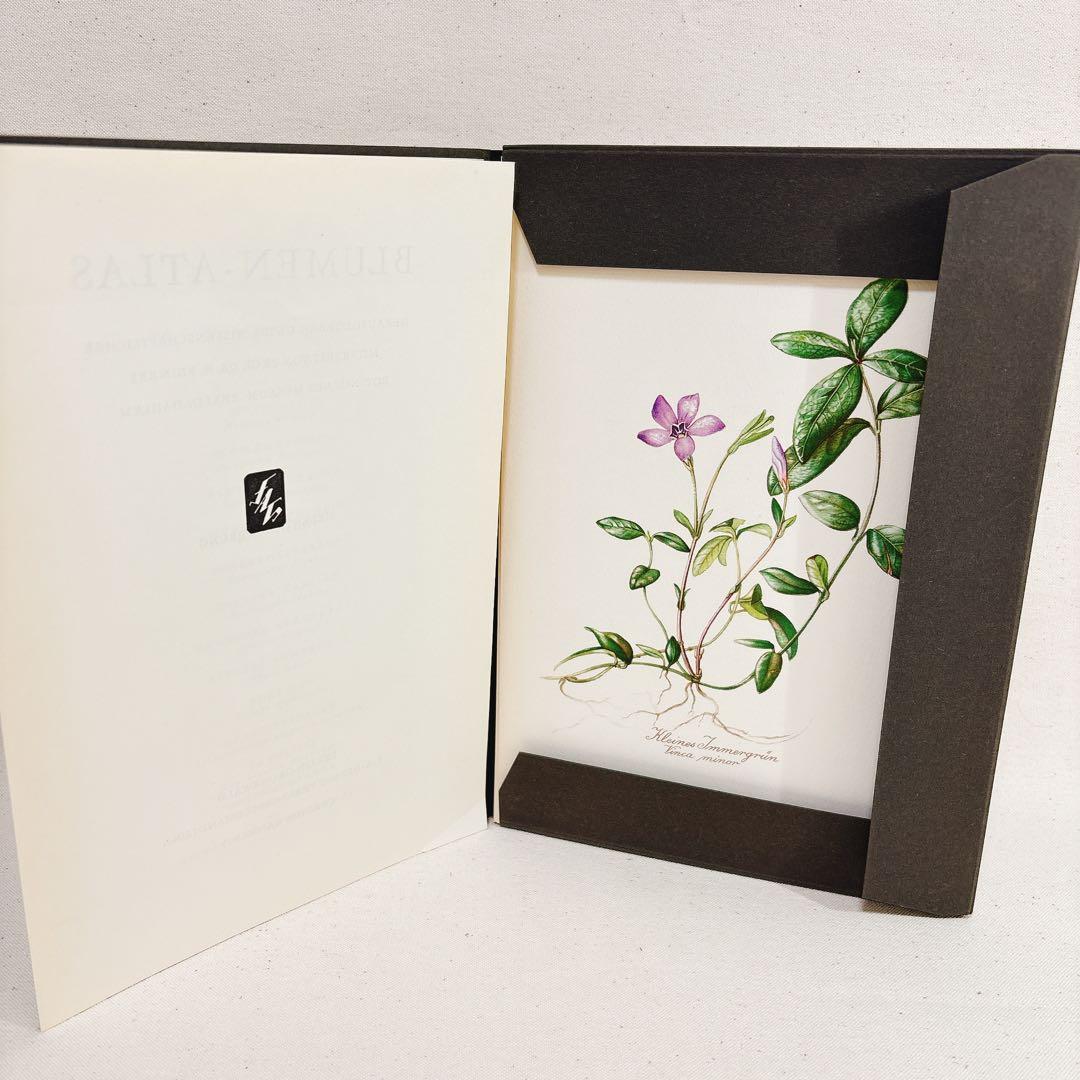 ⑦ Elsa Felsko 植物図鑑 15枚 Blumen