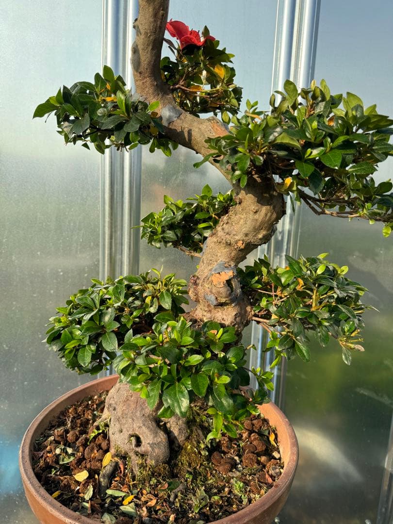 皐月盆栽