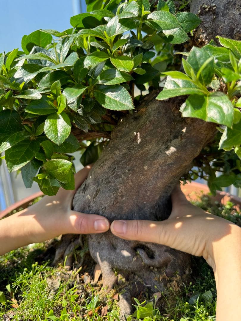 皐月盆栽