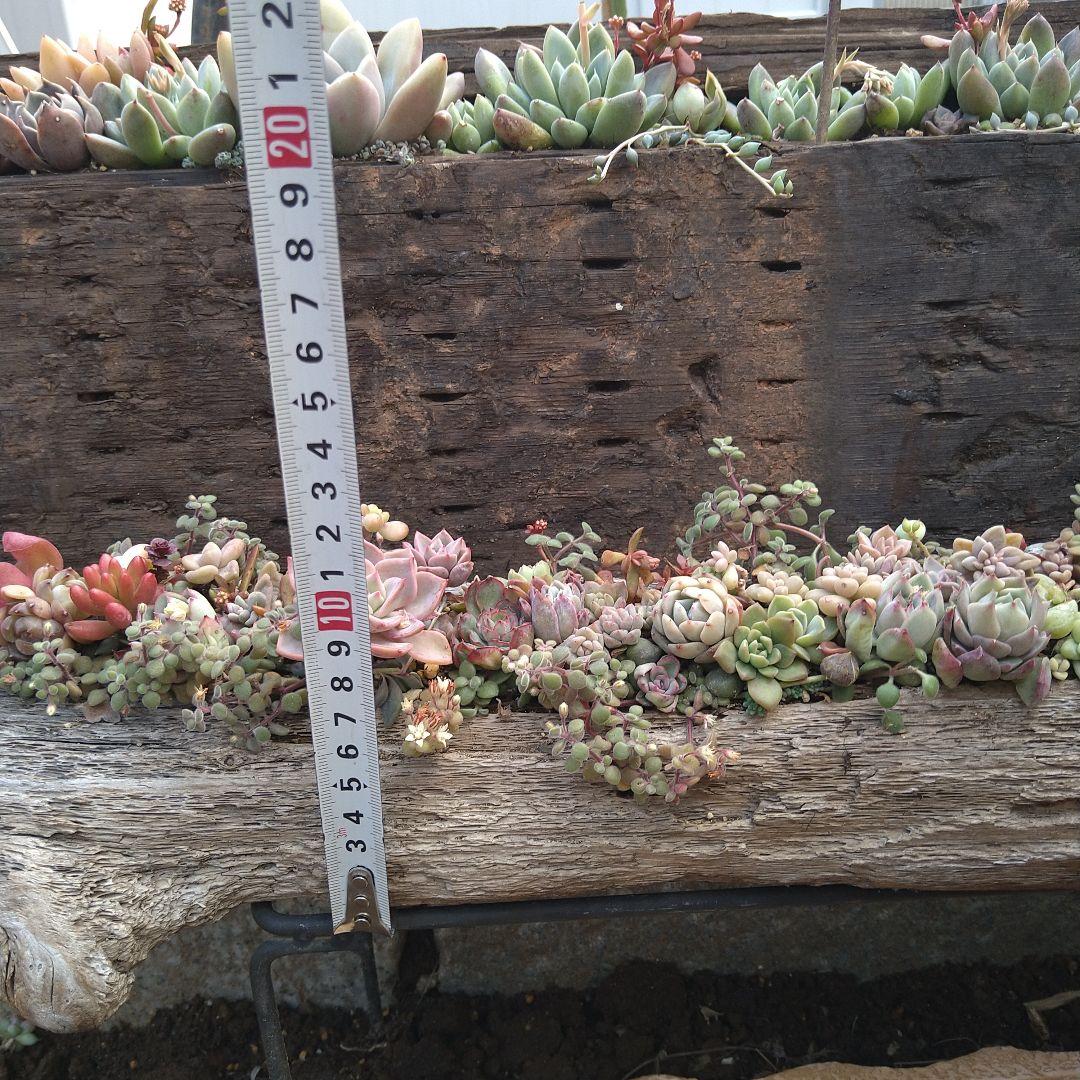 多肉植物寄植え【特大　流木寄せ】　そのまま飾れる寄せ植え　匿名発送