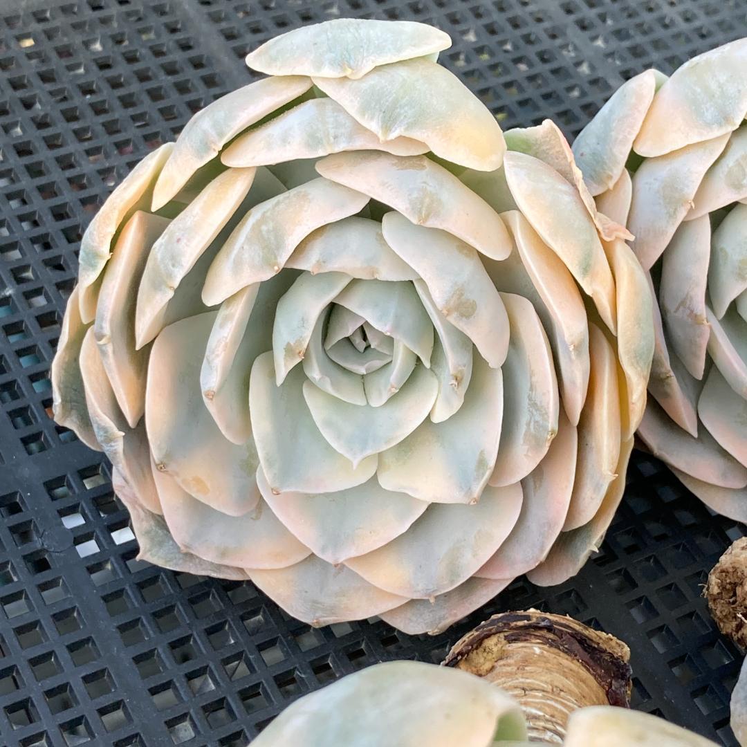 エケベリア　韓国苗　大苗　マケベニア錦　多肉植物