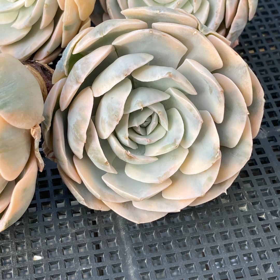 エケベリア　韓国苗　大苗　マケベニア錦　多肉植物
