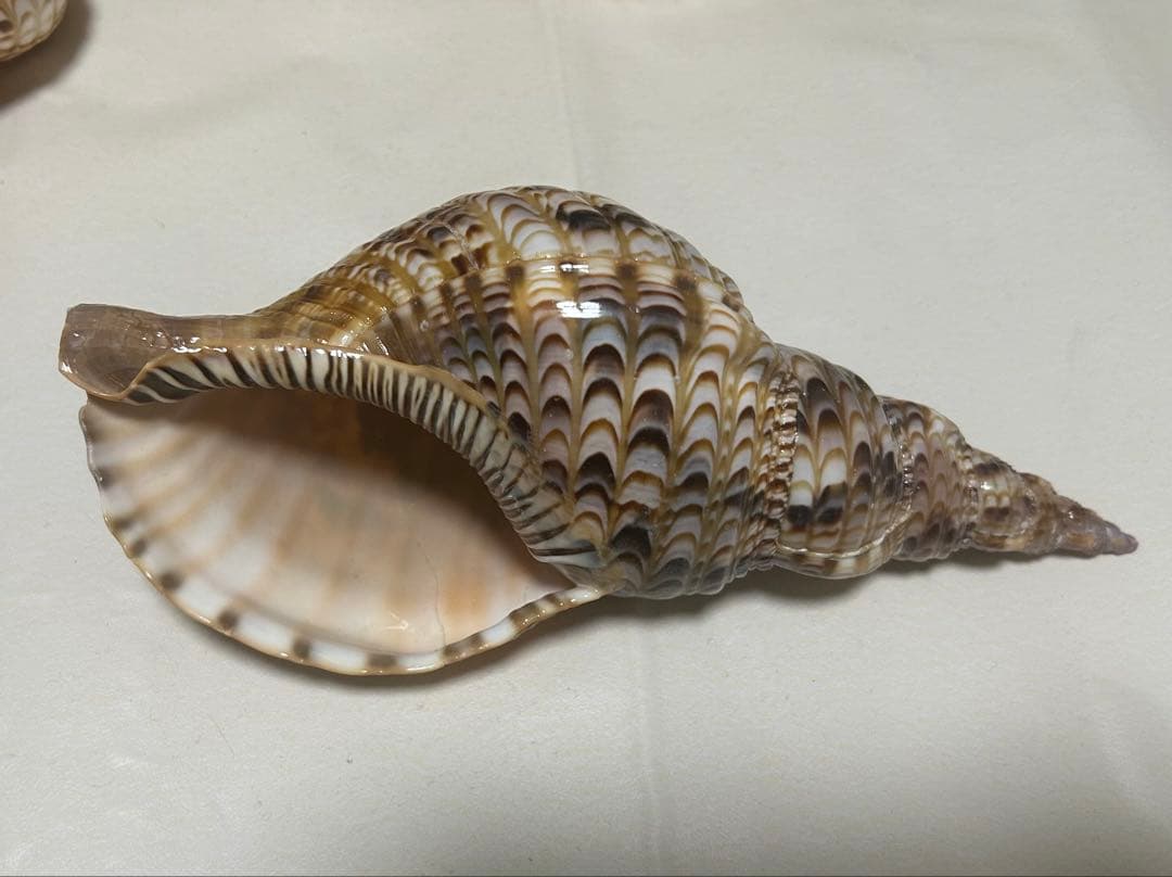 法螺貝3個セット(20~23cm)
