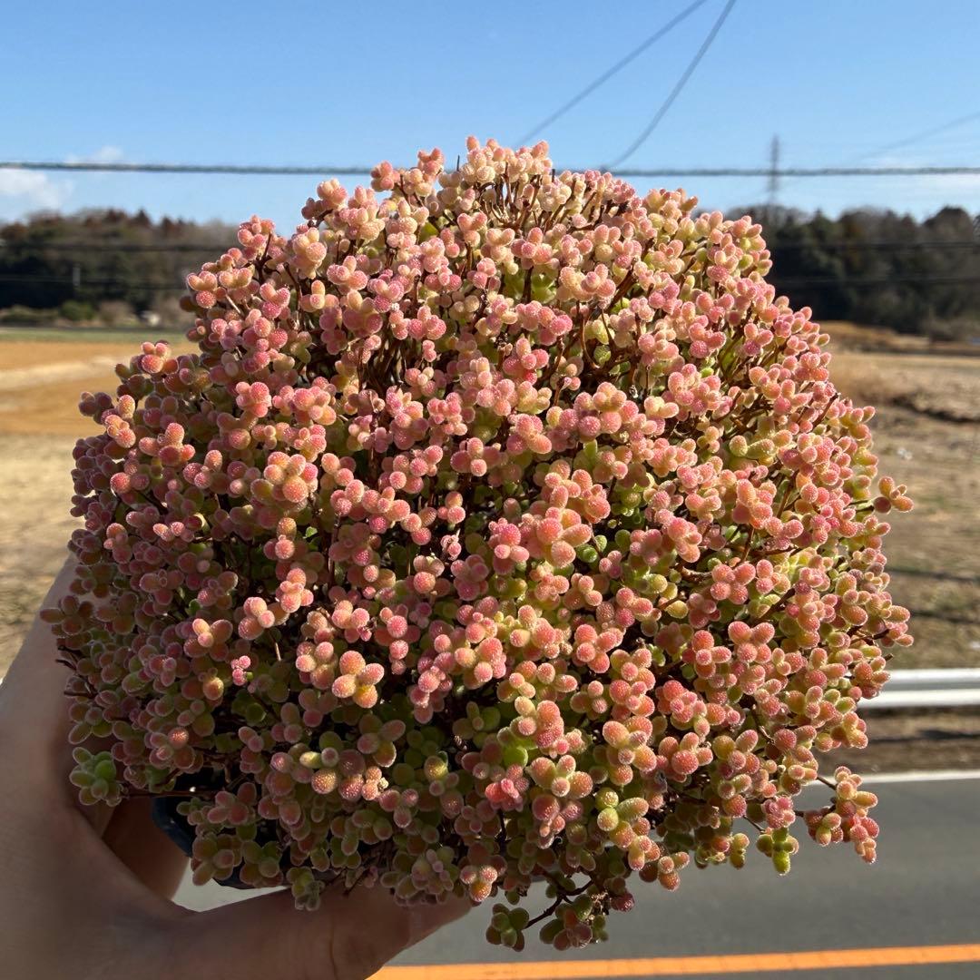 Drosanthemum Tangerine Globosum 鉢のまま