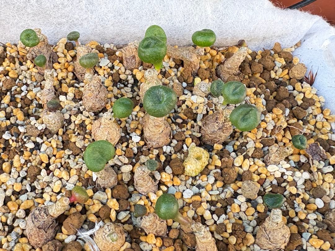 Y*-様 2株‼️珍奇植物‼️チレコドン オペリー とても可愛い