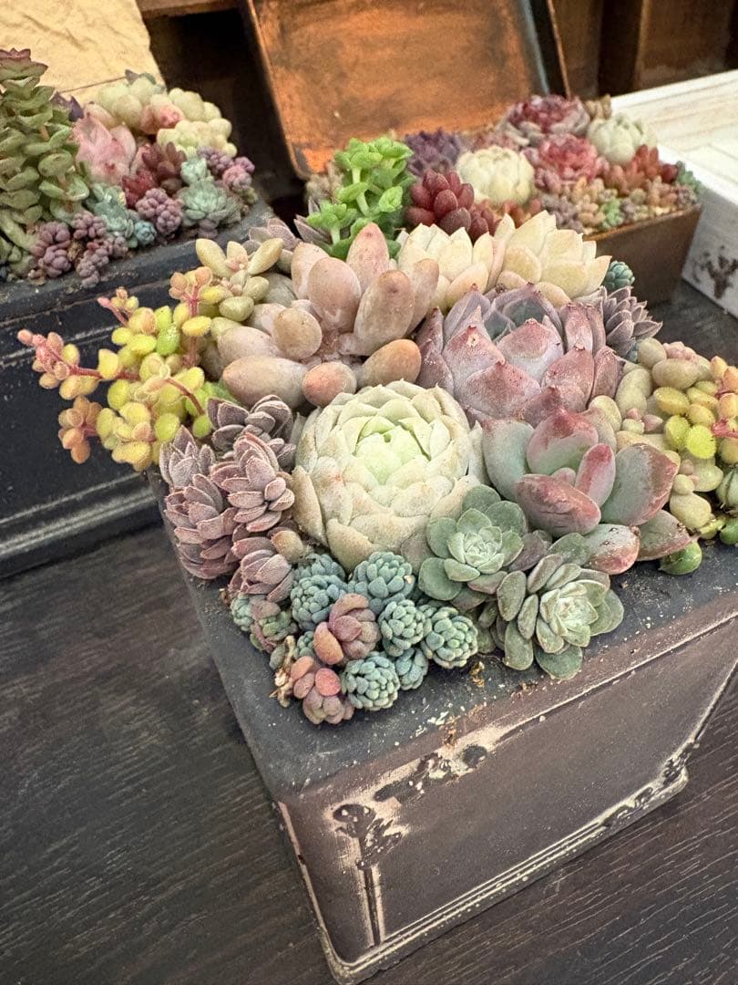 多肉植物寄せ植え　そのまま飾れる　陶器2個セット