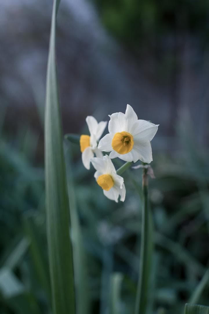 8枚玉！PENTAX Super-Takumar 50mm f1.4 前期
