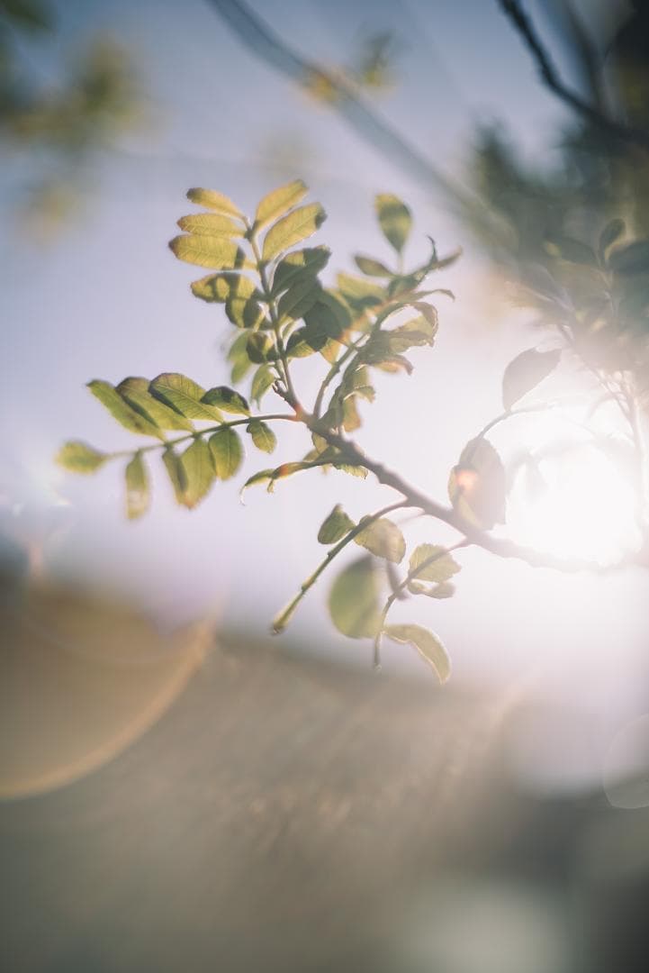 8枚玉！PENTAX Super-Takumar 50mm f1.4 前期