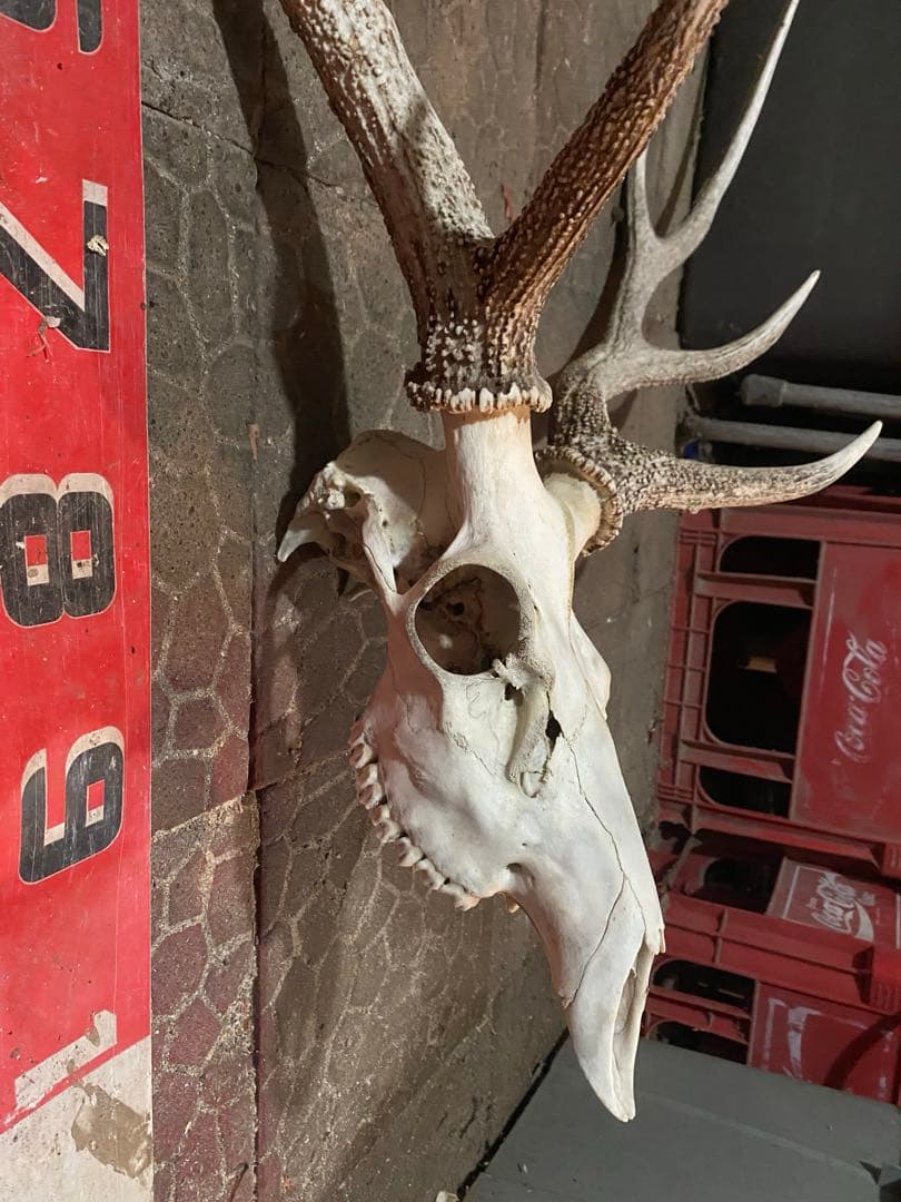 蝦夷鹿hunting trophy（deer skull）