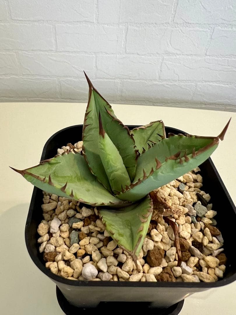 oaxaca oteroi オアハカ　オテロイ　子株② オアハカ実生セット