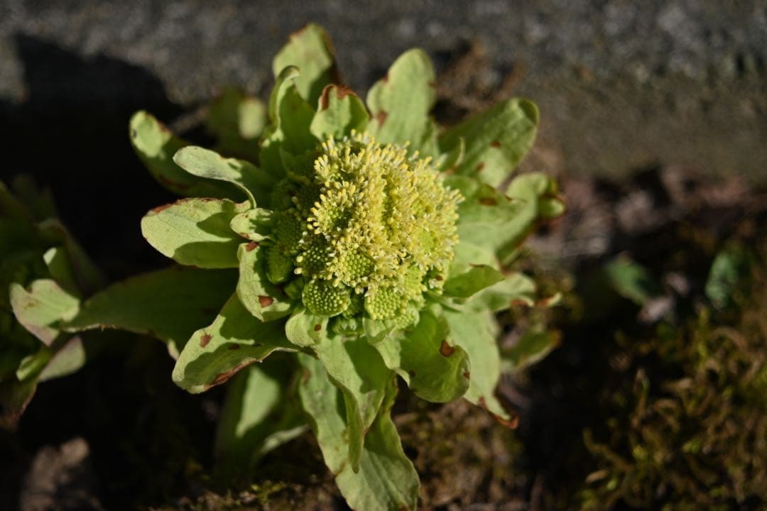 美品Carl Zeiss Jena Tessar 2.8/50mm M42