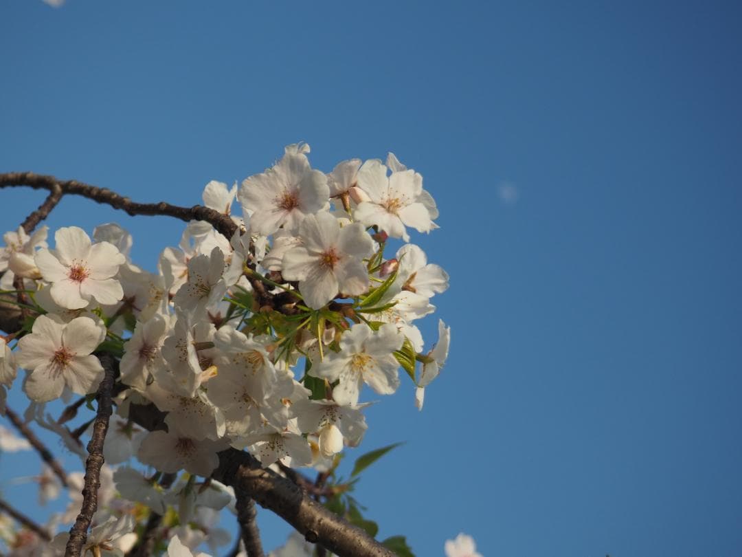 OLYMPUS OM-D E-M10Ⅲ ダブルレンズキット スマホ転送OK