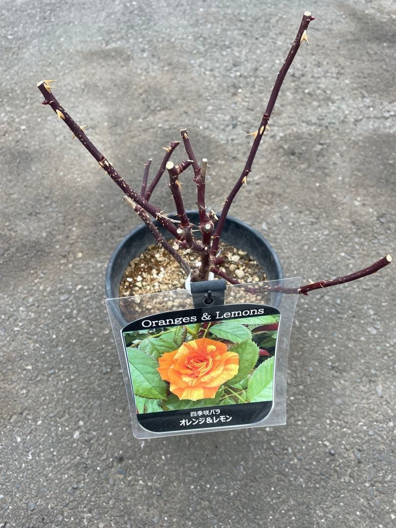 レア入手困難ꫂ ၴႅၴオレンジ&レモン オレンジと黄色の可愛絞りつる薔薇大苗鉢ごと発送