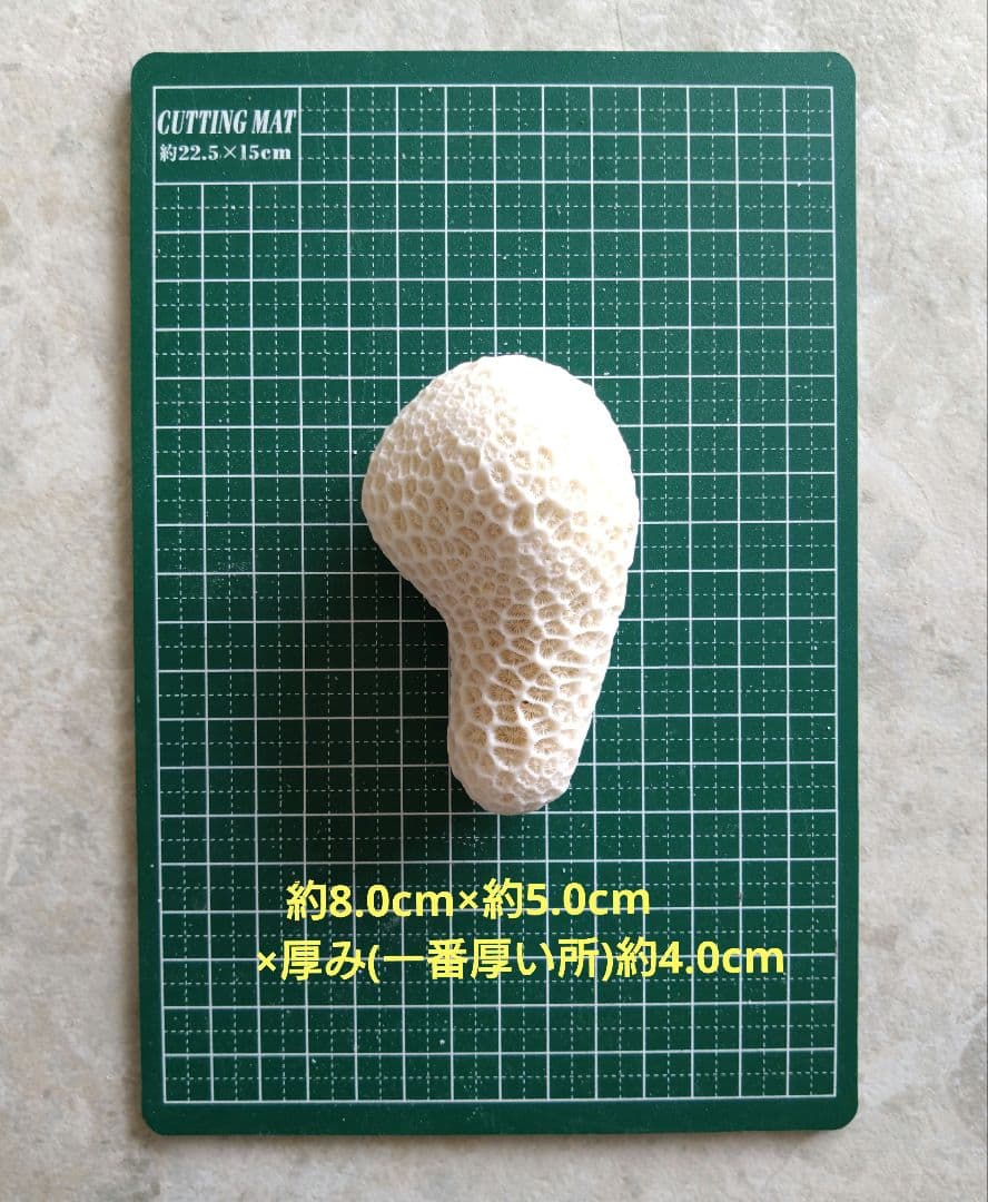 コレクションお譲り致しますm(_ _)m　珊瑚　珊瑚礁　キクメイシ　貝殻　鑑賞石