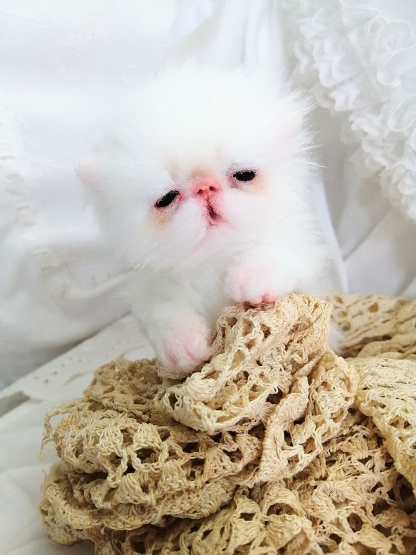 生後15日♡エキゾチック子猫♡可愛いピンキーちゃん♡アートドール♡ぬいぐるみ♡