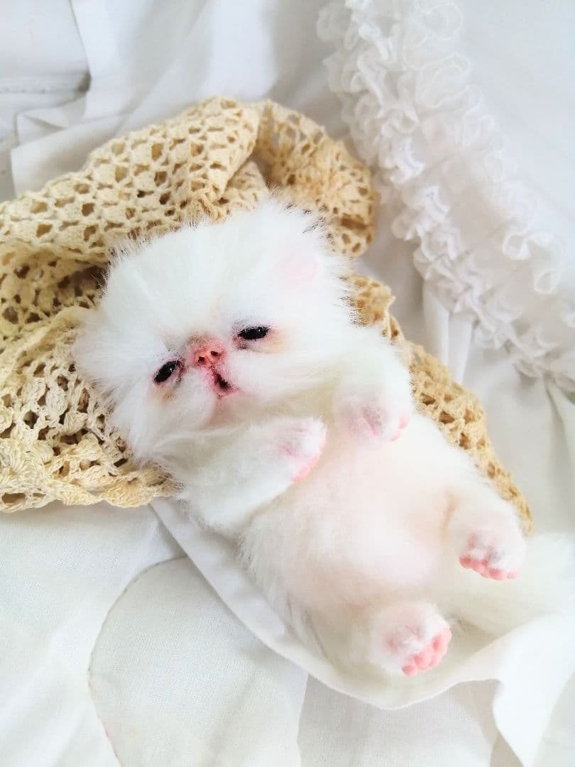 生後15日♡エキゾチック子猫♡可愛いピンキーちゃん♡アートドール♡ぬいぐるみ♡
