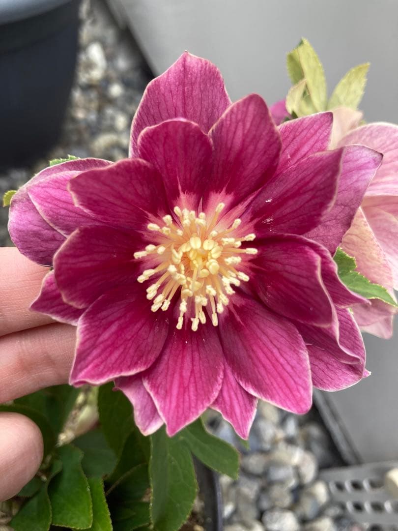 広瀬園芸　レッドピンクオーレアダブル　白ピコティ　クリスマスローズ　来季用