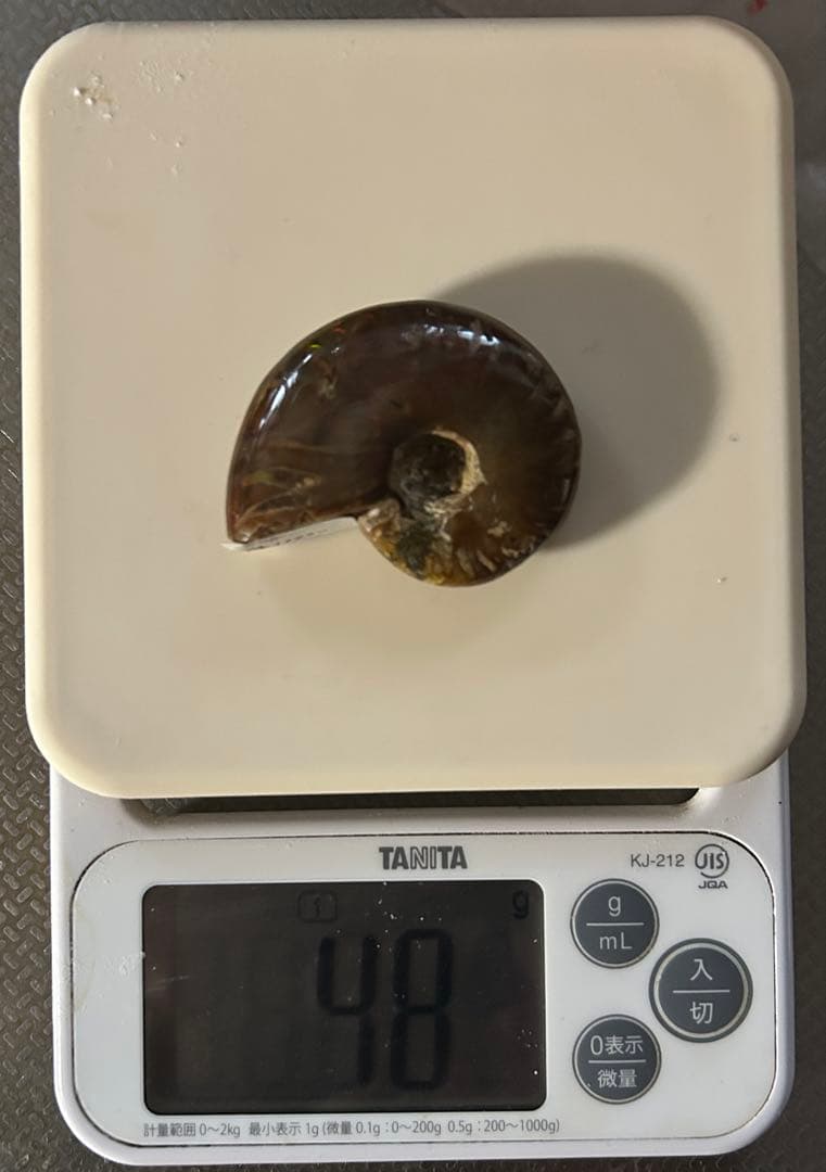 アンモナイト化石