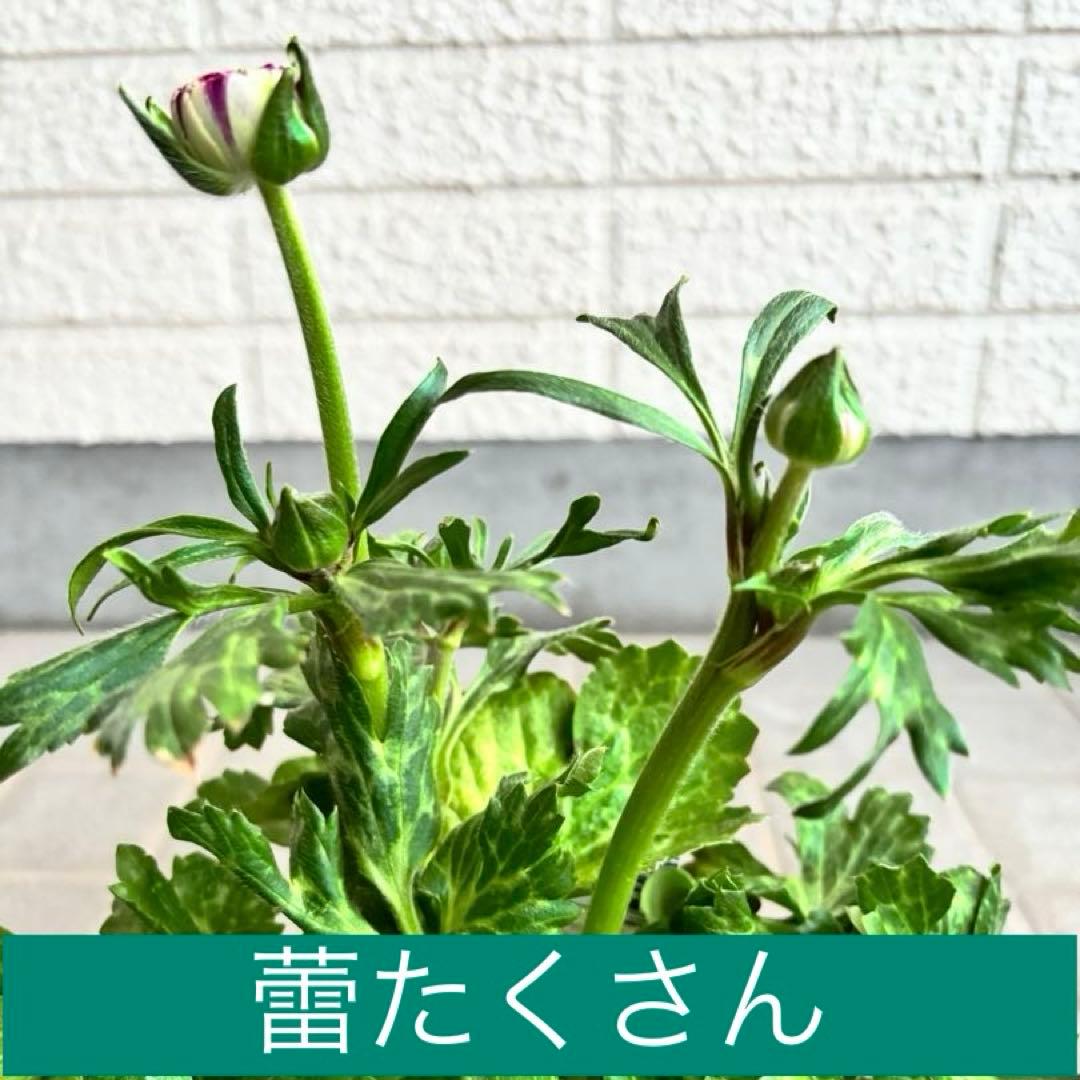 ラナンキュラスラックス　苗　アポロン　ペネロペ　花苗　ガーデニング　生花