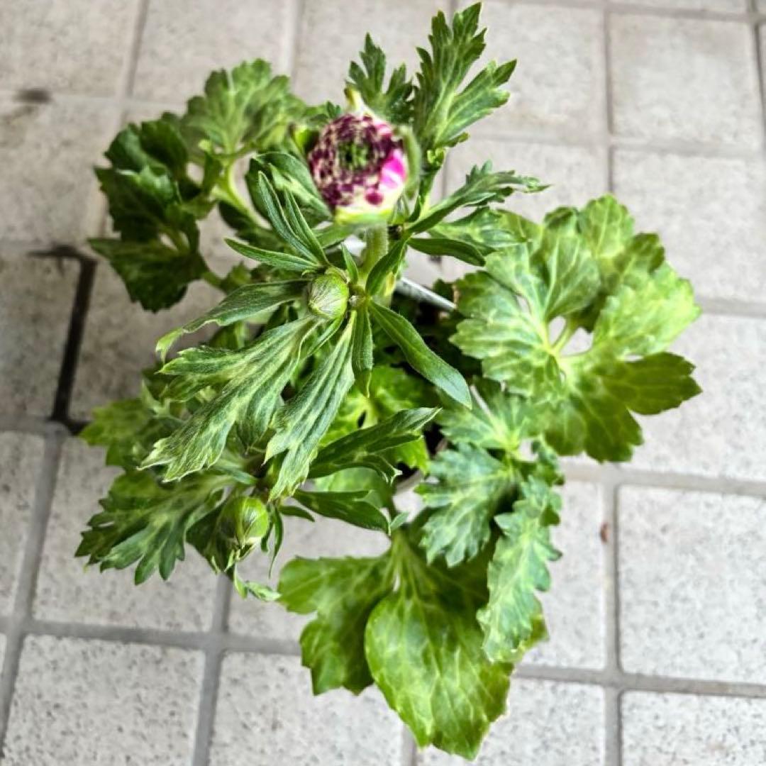 ラナンキュラスラックス　苗　アポロン　ペネロペ　花苗　ガーデニング　生花