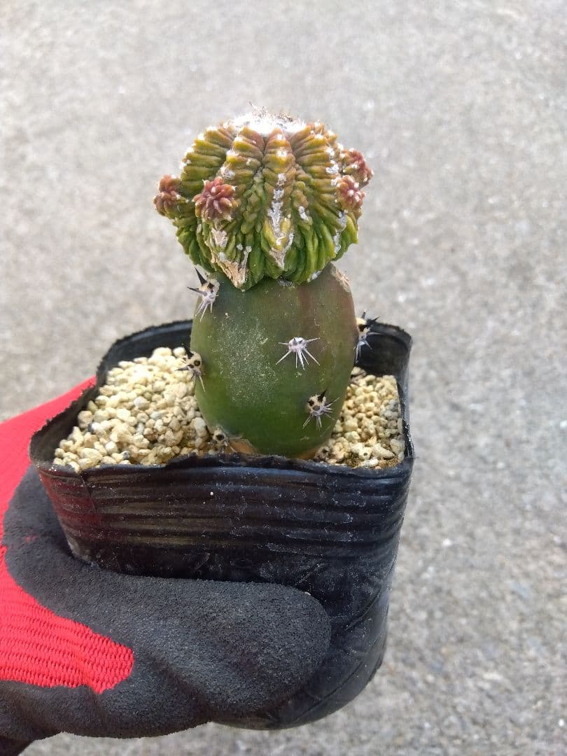 アズテキウム　花籠　2.5号ポットつき　接木　子株つき❗　①