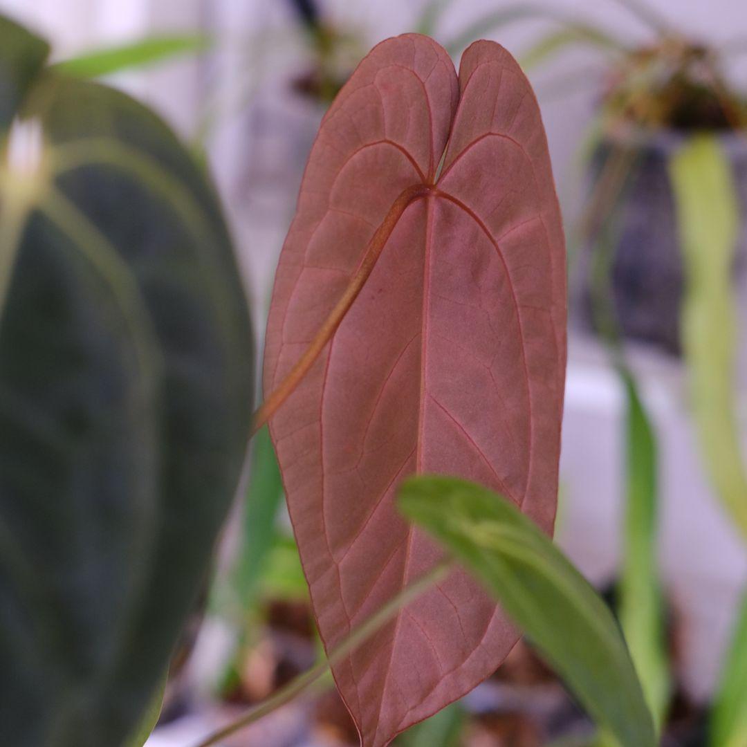 A. Papillilaminum GY x Forgetii Dark②